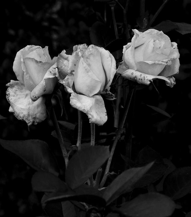 Roses 7740bw.jpg